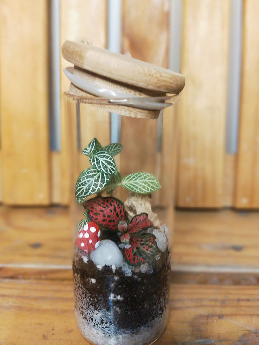 Mini Spice Jar Rainforest Terrarium