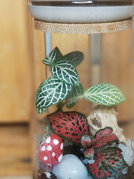 Mini Spice Jar Rainforest Terrarium