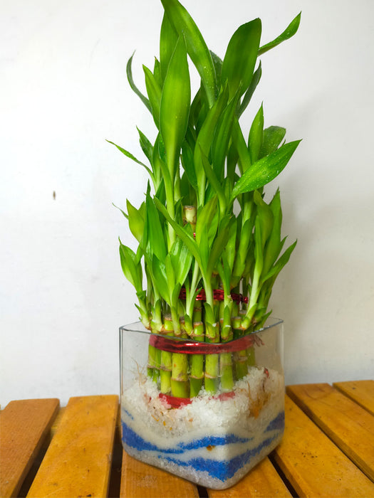 Lucky Bamboo in Glass Pot