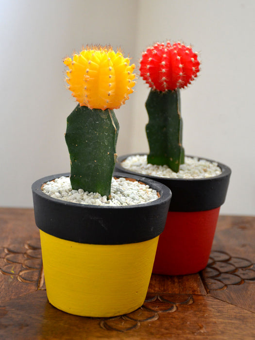 Grafted Cactus Twins