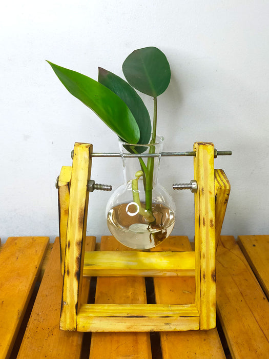 Hydroponic Indoor Plant in Glass Flask Wooden Planter