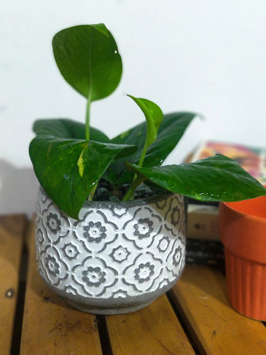 Money Plant in 3.5 inch Grey Cem Pots - Mughal Lattice