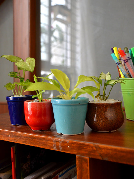 Indoor Plants in 2.5 inch Ceramic Pots (Set of 4)