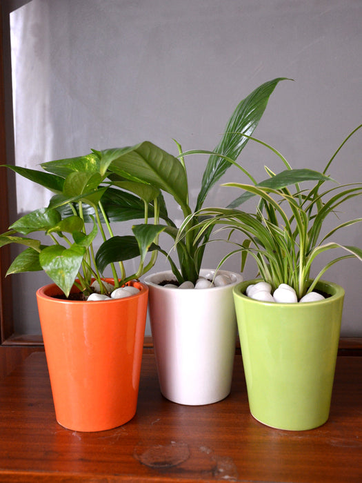 Tricolor Indoors (Set of 3)