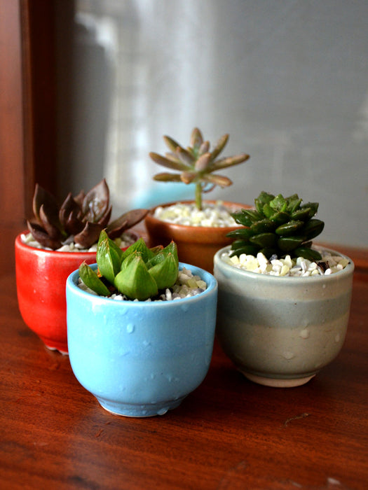 Succulents in Ceramic Pots (Set of 4)