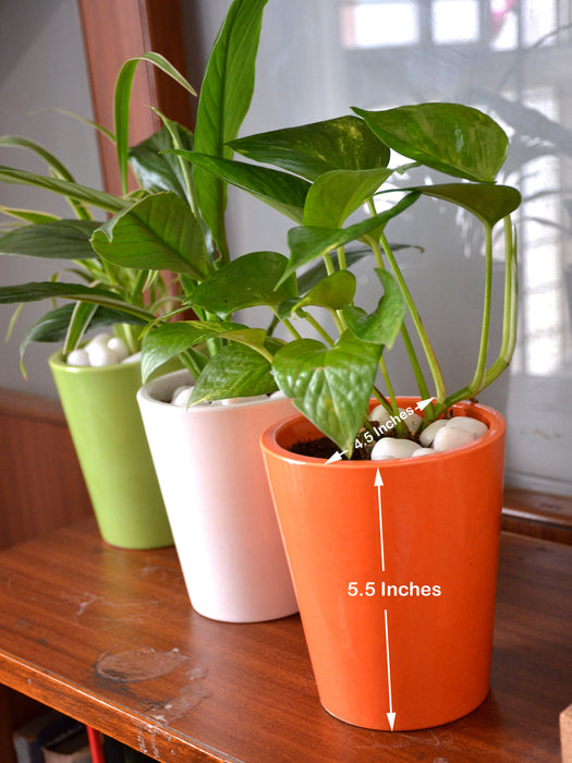 Tricolor Indoors (Set of 3)