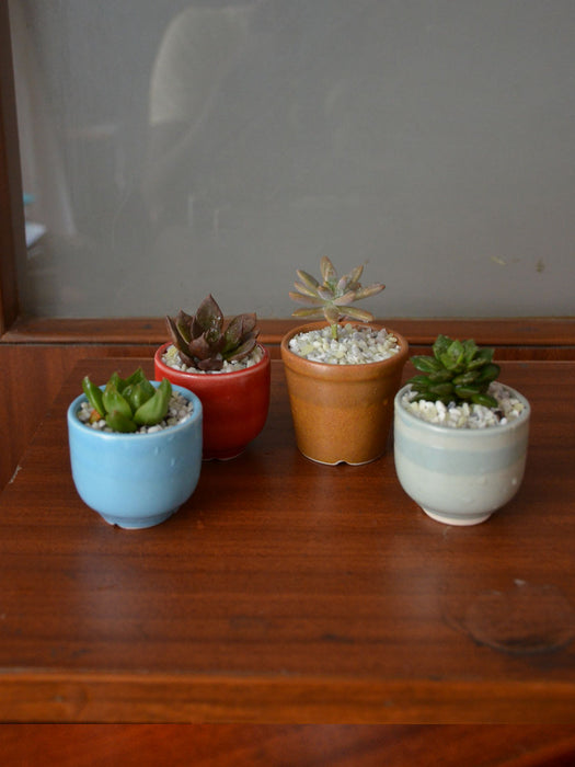 Succulents in Ceramic Pots (Set of 4)