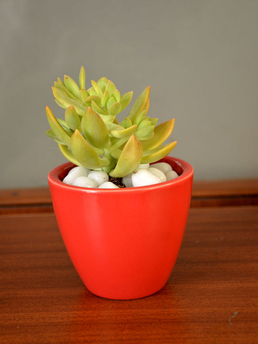 Yellow Sedum Succulent in Ceramic Pot