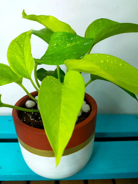 Neon Money Plant in 4 inch Gold Banded White Terracotta Pot