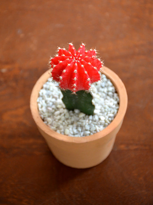 Grafted Cactus in Terracotta
