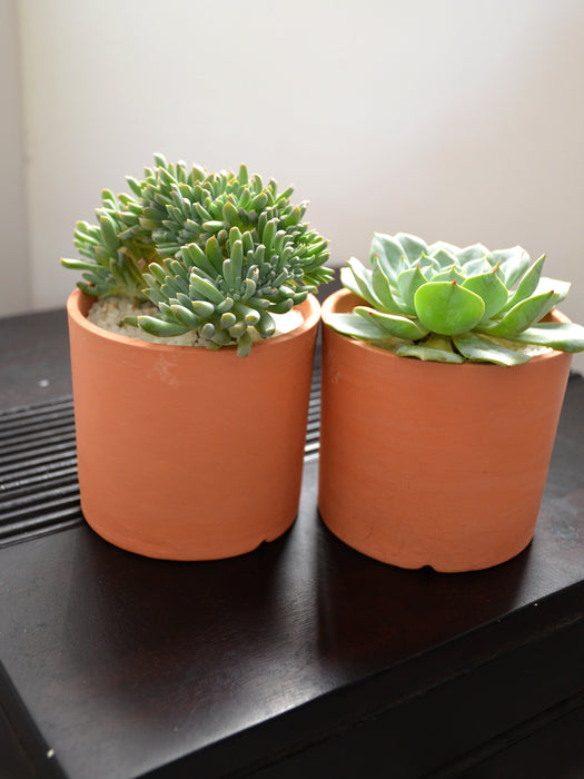 Twin Clay Succulents