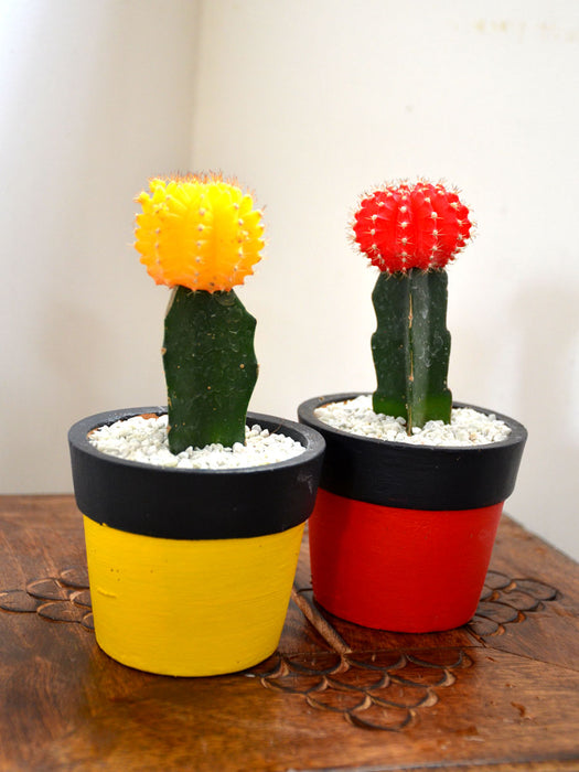 Grafted Cactus Twins