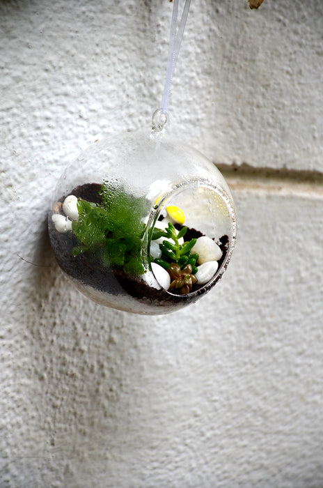 Hanging Orb Succulents