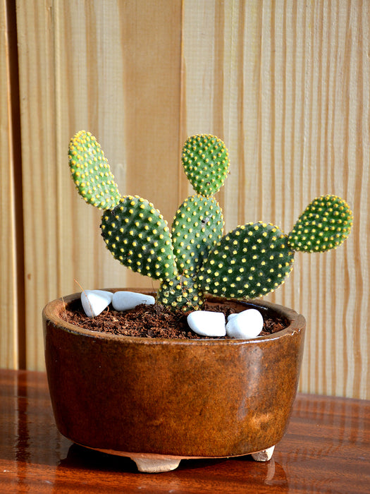 Bunny Ear Cactus in Ceramic Pot