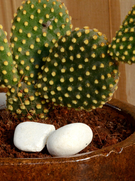 Bunny Ear Cactus in Ceramic Pot