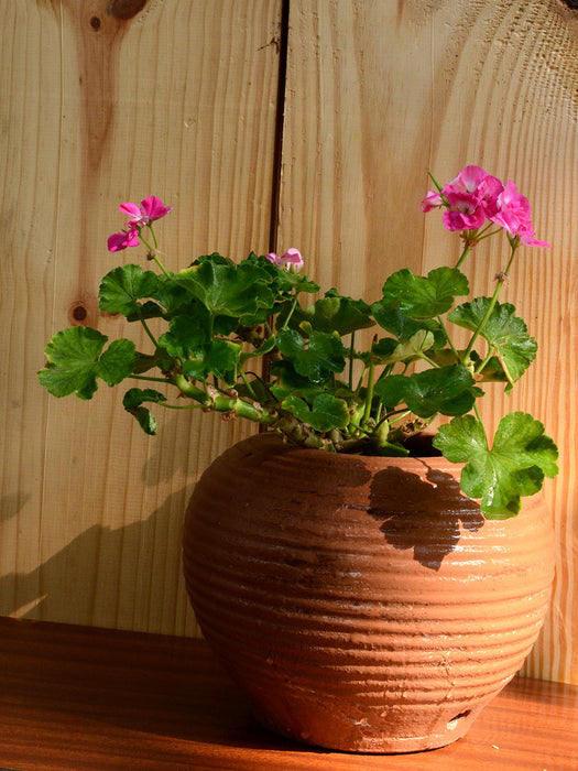 Geranium in Terracotta Pot