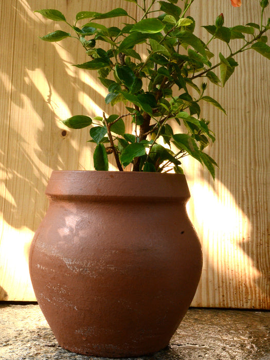 Hibiscus in Terracotta Pot