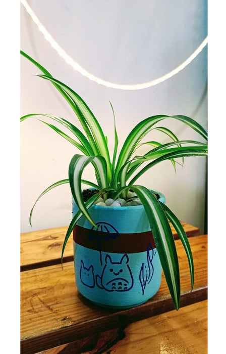 Happy Totoro : Chlorophytum (Spider plant) in hand painted Terracotta Pot