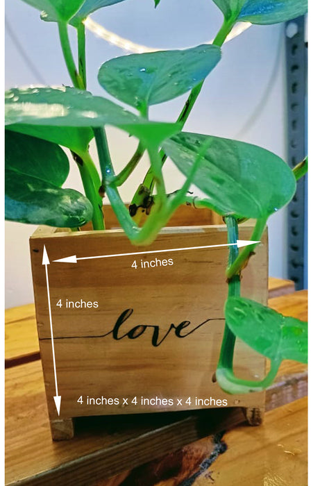 Love: Money Plant in an engraved wooden planter box