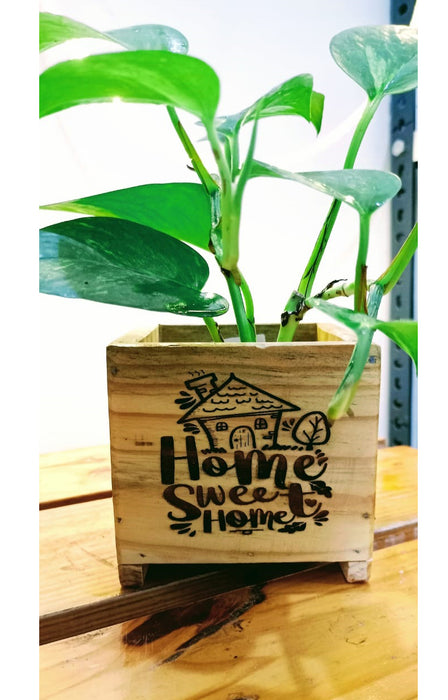 Home Sweet Home: Money Plant in an engraved wooden planter box