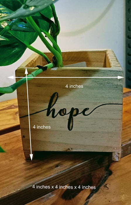 Hope: Money Plant in an engraved wooden planter box