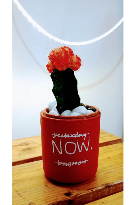 NOW: Grafted Cactus in Handwritten Terracotta Pot