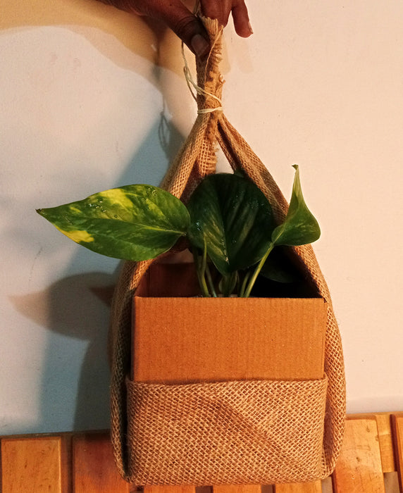 Furoshiki Wrapped Plants