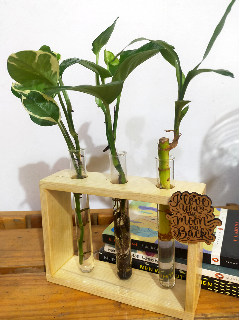 Hydroponic Indoor Plant in Glass - Triple test Tube in  Wooden Frame