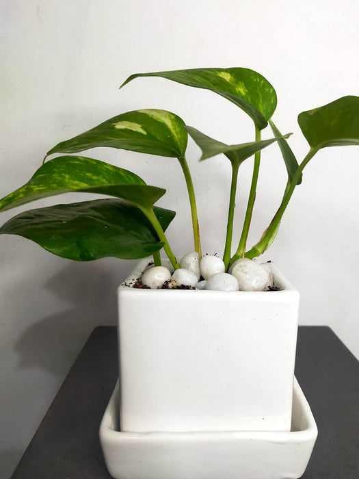 Money Plant in 3.5 inch White Ceramic Pot