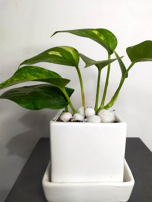 money plant jar Money Plant in 3.5 inch White Ceramic Pot — Mudfingers