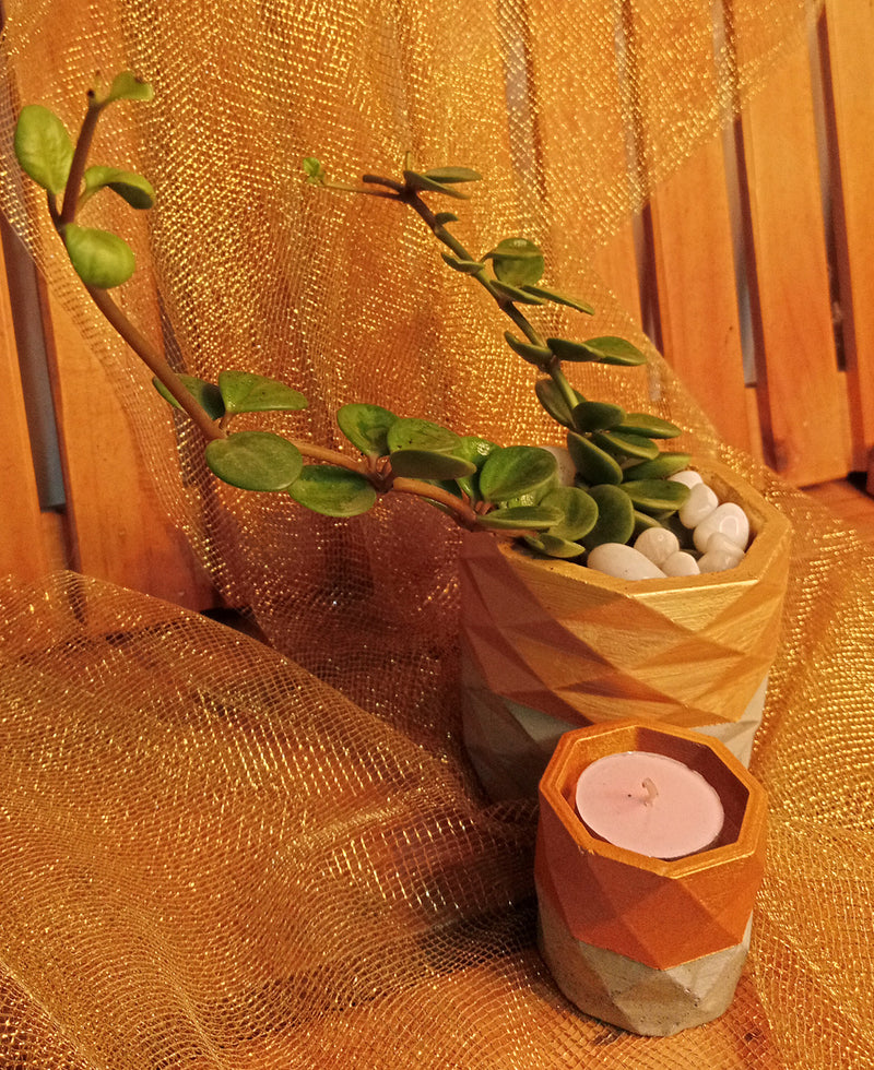 Golden Peperomia Combo in 4 inch Cement Pot and a Candle Holder.