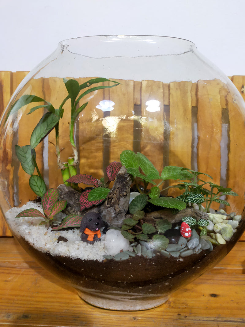Moon Terrarium