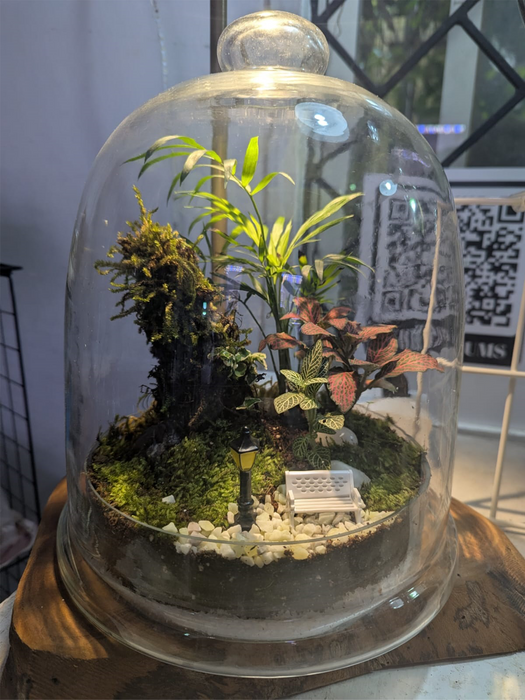 Bell Jar Rainforest Terrarium - 12 inches