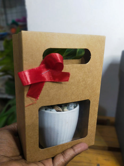 plant pot gift set Indoor Plants in 2.5 inch Ceramic Pot