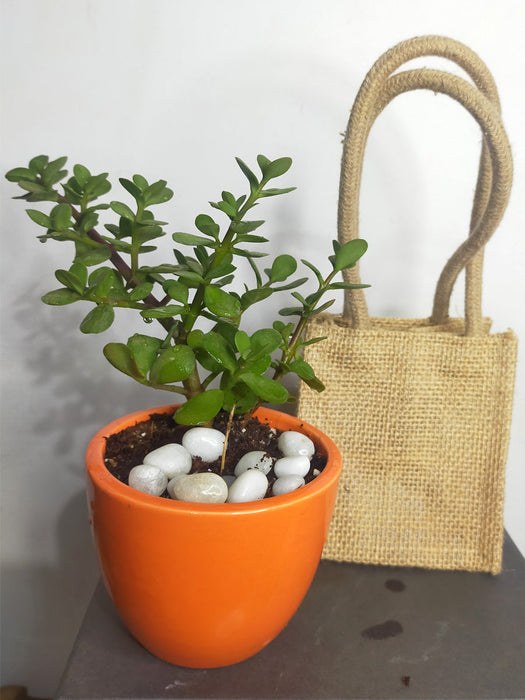 jade planter pot Jade in 3.5 inch Ceramic Pot — Mudfingers