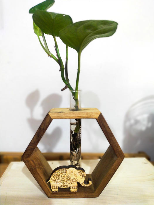 Green Elle Hexa - Money Plant in a Test Tube mounted on a Hexagonal Wooden Frame