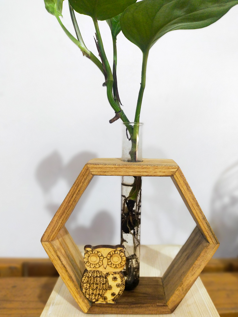 Green Owl Hexa - Money Plant in a Test Tube mounted on a Hexagonal Wooden Frame