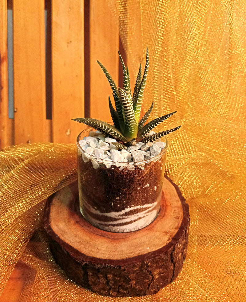 Stripes on Wood - A Zebra Succulent Terrarium on a Rustic Wooden block
