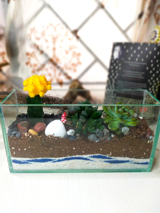 Moon Cactus Open Terrarium