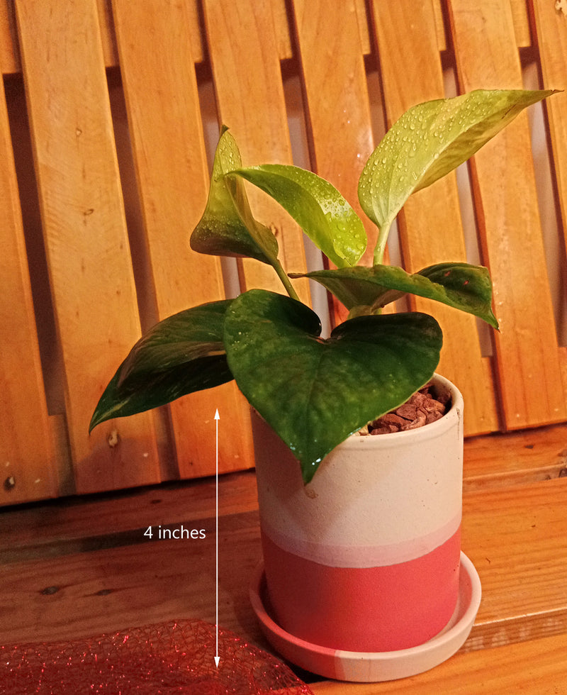 Furoshiki Wrapped Plants