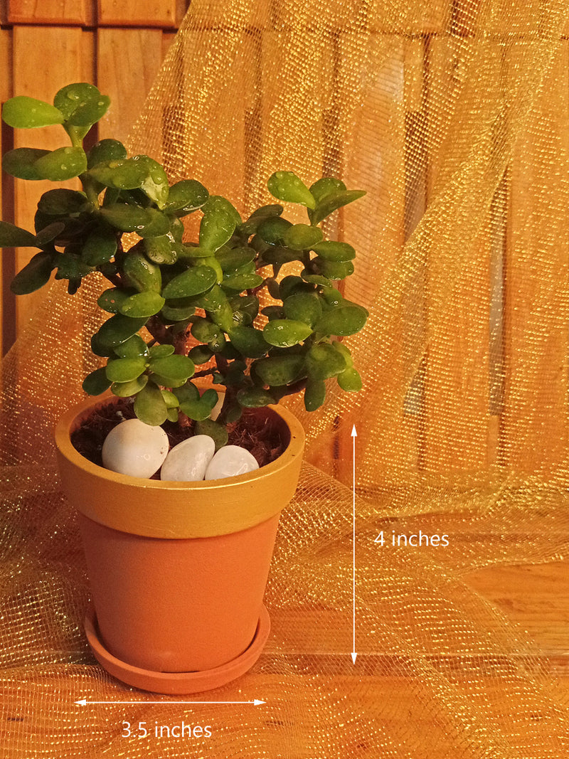 Golden Brown Jade (Jade in a 4 inch Gold painted Terracotta Pot)