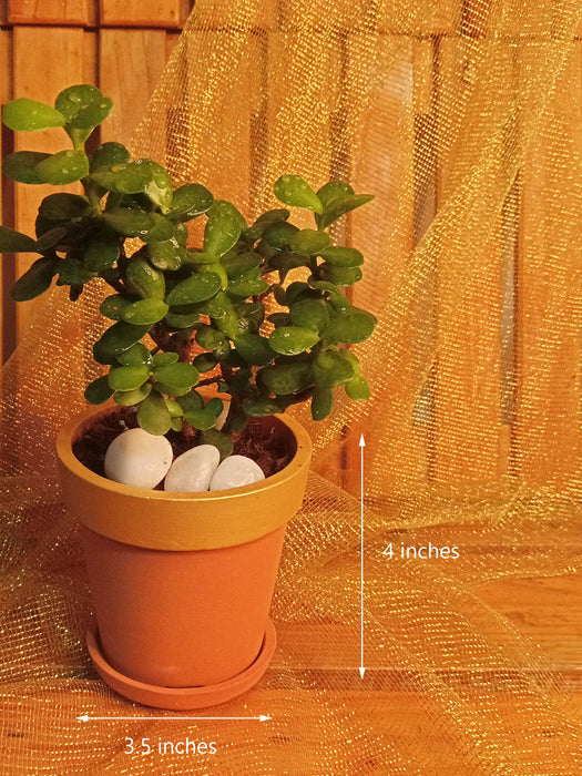 jade plants in terracotta pots Golden Brown Jade (Jade in a 4 inch Gold painted Terracotta Pot) — Mudfingers