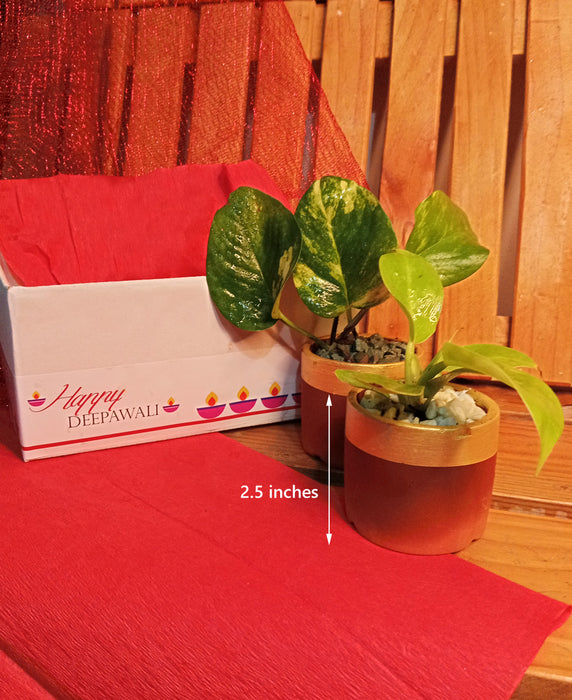 Air Purifier Duo - Indoor plants in 2.5 inch Terracotta Pots