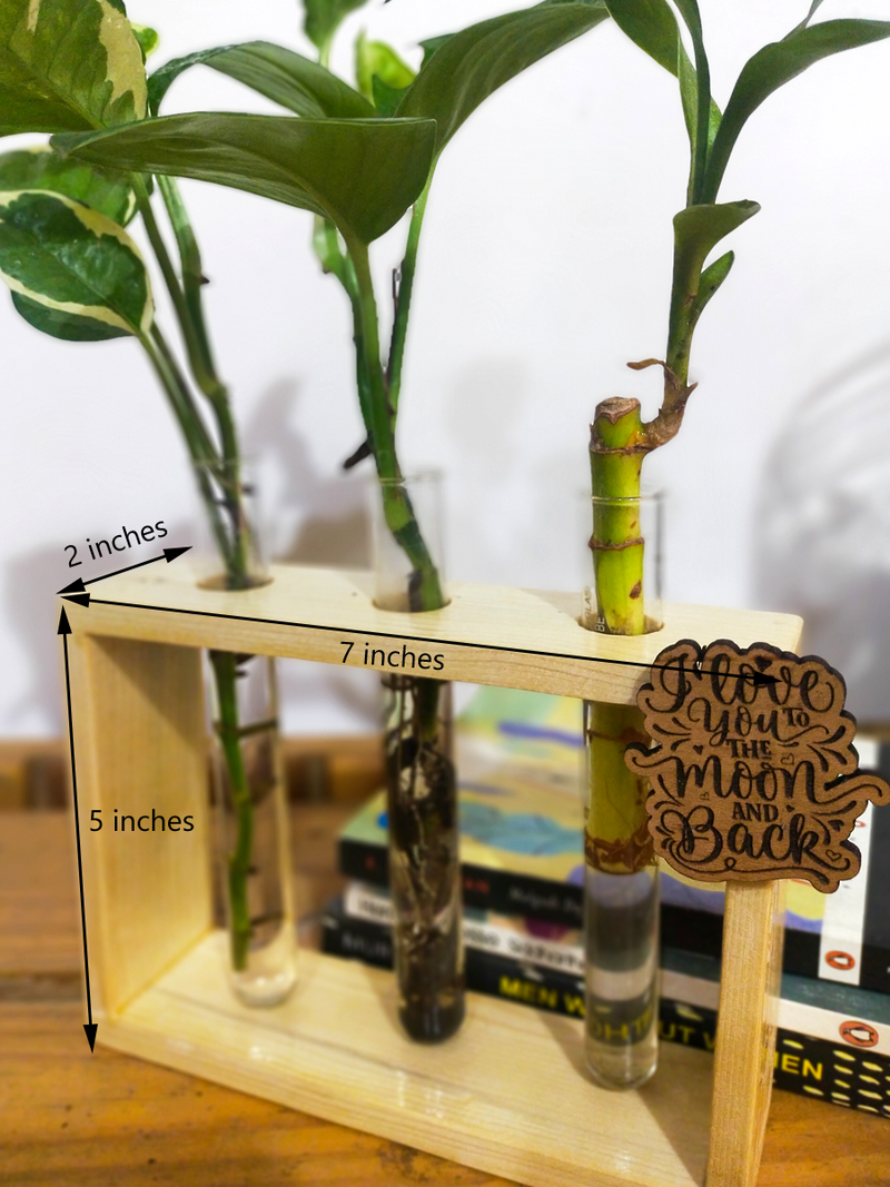 Hydroponic Indoor Plant in Glass - Triple test Tube in  Wooden Frame