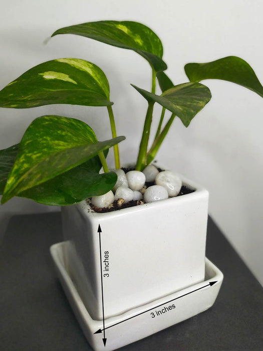 Money Plant in 3.5 inch White Ceramic Pot