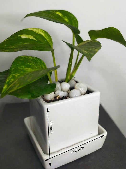 money plant small Money Plant in 3.5 inch White Ceramic Pot — Mudfingers