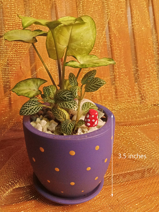 Live Bouquet - The little Purple Beauty (Indoor plants in a 3.5 inch painted Terracotta pot)