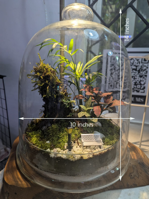 Bell Jar Rainforest Terrarium - 12 inches