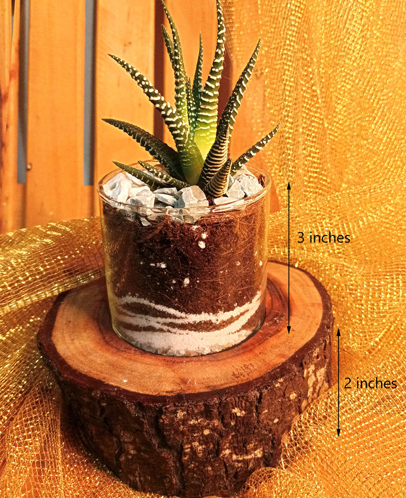 Stripes on Wood - A Zebra Succulent Terrarium on a Rustic Wooden block