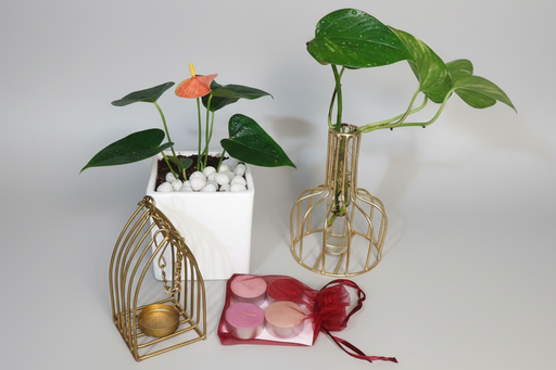 Anthurium plant in a white ceramic pot with candle holder and testube holder with money plant